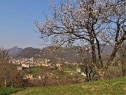 Sentieri fioriti sopra casa ad anello-Zogno-28mar22 - FOTOGALLERY